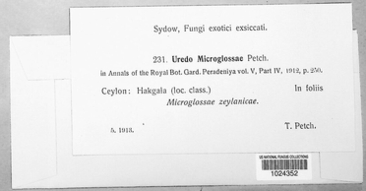 Uredo microglossae image